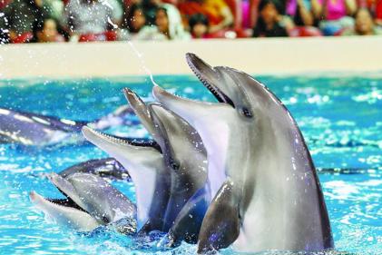 Sunrise Trips dolphinarium-ssh tour